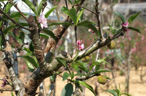 Độc đáo cây hoa đào 3 màu ở phố núi Đà Lạt
