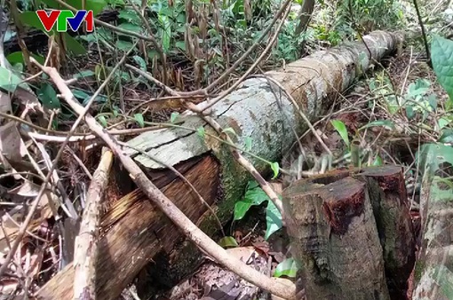 Nhiều diện tích rừng tại Phú Quốc bị chặt phá