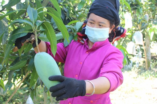 Sơn La sẵn sàng cho Festival trái cây và sản phẩm OCOP Việt Nam 2022