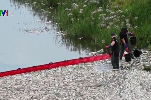 Hàng tấn cá chết trên sông, Đức và Ba Lan cảnh báo thảm họa sinh thái