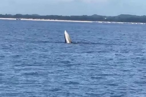 Cá voi xuất hiện gần đảo Vĩnh Thực, Quảng Ninh