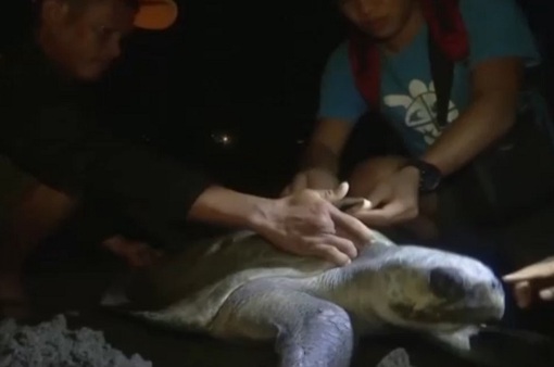 "Thợ săn" rùa biển Phillippines trở thành nhân viên bảo tồn