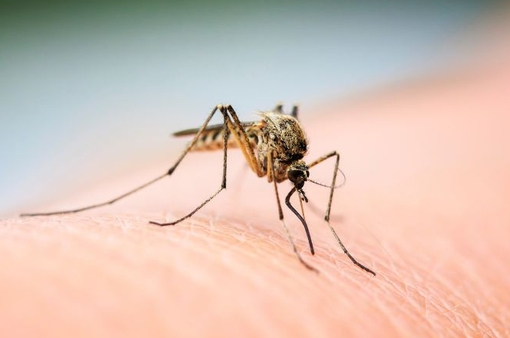 Điều gì trên cơ thể con người khiến muỗi bị thu hút?