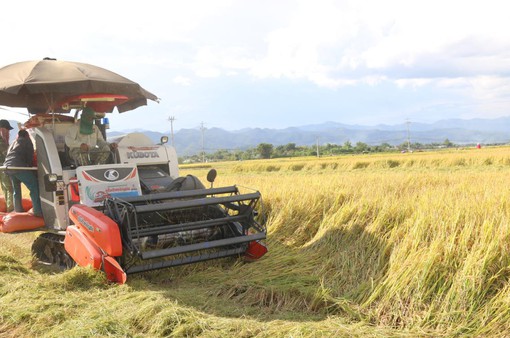 Giá lúa gạo giảm mạnh sau Tết
