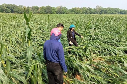 Lốc xoáy kinh hoàng gây thiệt hại hơn 700 ha cây trồng ở Nghệ An