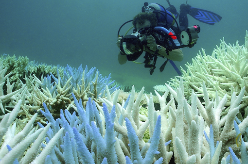 Các rạn san hô hứng chịu sự kiện tẩy trắng toàn cầu lần thứ tư