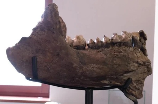 Hai học sinh Đức phát hiện xương voi thời tiền sử cách đây 10 triệu năm
