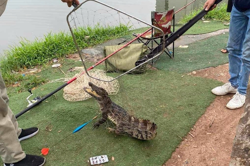 Cần thủ bắt được cá sấu dài gần 1m ở hồ câu Hà Nội gây sốt mạng