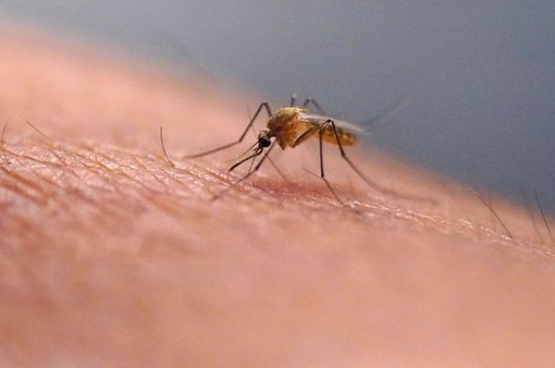 Hơn một nửa dân số thế giới có nguy cơ mắc bệnh do muỗi truyền