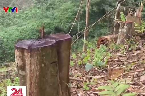 Hàng loạt cây gỗ bị chặt hạ ở Vườn quốc gia Xuân Sơn