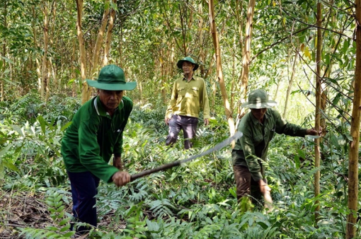Thừa Thiên-Huế tăng cường biện pháp cấp bách phòng cháy, chữa cháy rừng