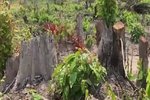 Phát hiện vụ phá rừng quy mô lớn tại khu vực giáp ranh