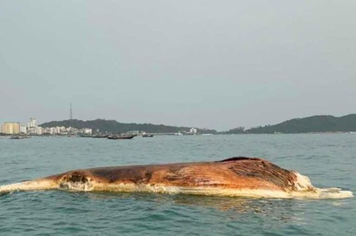 Xác cá voi nặng khoảng 10 tấn trôi vào vùng biển huyện Cô Tô