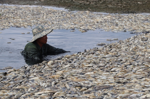 Đồng Nai: Khẩn trương xử cá chết hồ Sông Mây để tránh ô nhiễm