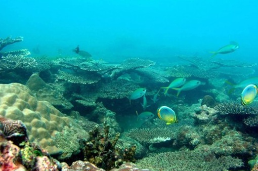 Thái Lan đóng cửa rạn san hô để phục hồi