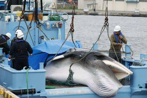 Nhật Bản nối lại săn bắt cá voi vây lớn