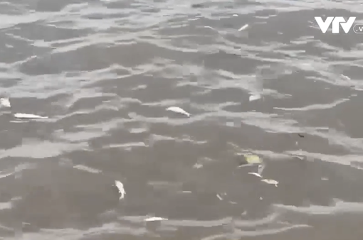 Lấy mẫu nguồn nước tìm nguyên nhân cá chết trên sông Đáy