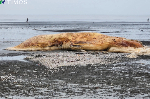 Một phần xác cá voi nặng gần 4 tấn trôi dạt vào bờ biển Nghệ An