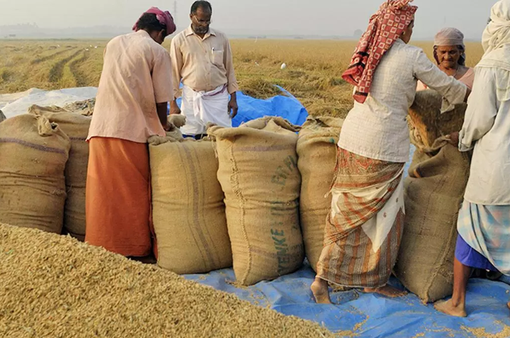 Dự báo Ấn Độ tiếp tục dẫn đầu thị trường gạo thế giới