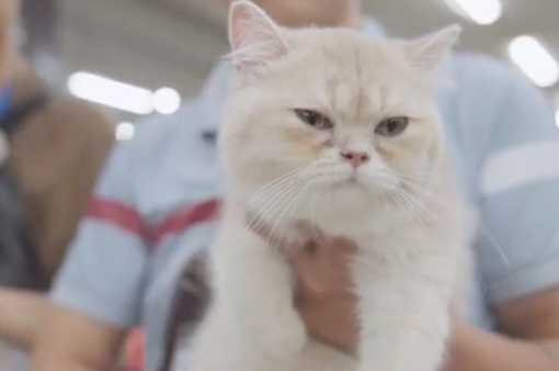 Mèo quý hiếm giá trăm triệu đọ dáng trong cuộc thi sắc đẹp ở Việt Nam