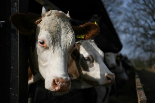 Anh cấm xuất khẩu gia súc sống để giết mổ