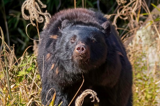 Nhật Bản ban hành cảnh báo việc gấu tấn công gây chết người