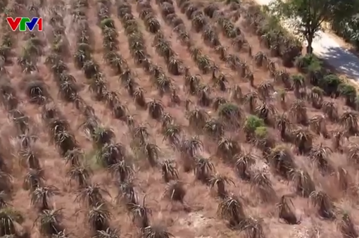 Nhiều vườn cây thanh long ở Bình Thuận chết khô vì thiếu nước