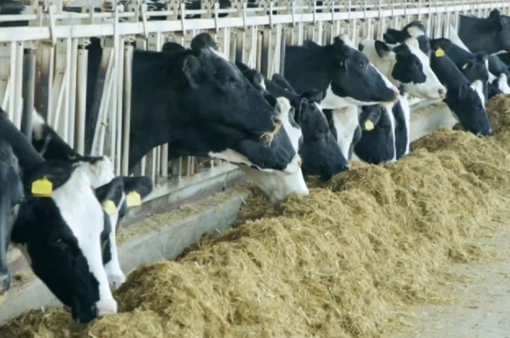 Canada siết chặt quy định nhập khẩu bò sữa từ Mỹ