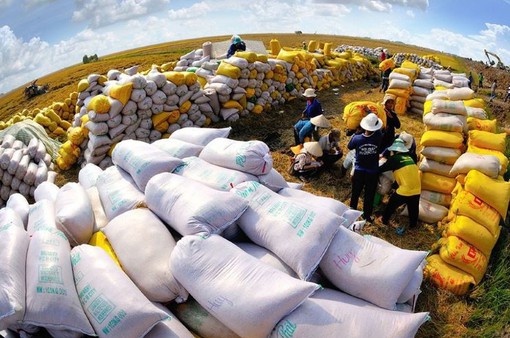 Giá gạo xuất khẩu tăng trở lại