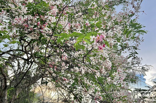 Hoa đào nở hồng rực rỡ trên Vườn quốc gia Cát Tiên