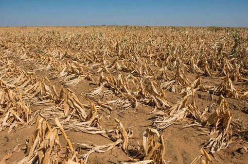 Hạn hán nghiêm trọng nhất 40 năm qua khiến nhiều nước châu Phi mất mùa