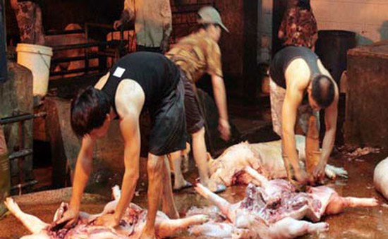 TP.HCM: Kinh hoàng chế biến thịt bẩn tại các lò mổ
