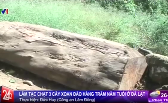 Đà Lạt: Xót xa 3 cây xoan đào trăm năm tuổi bị lâm tặc đốn hạ
