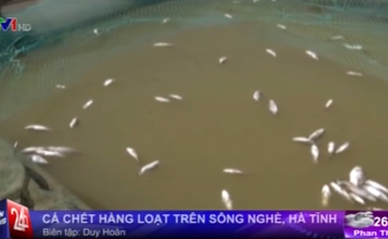 Cá chết hàng loạt trên sông Nghè, Hà Tĩnh