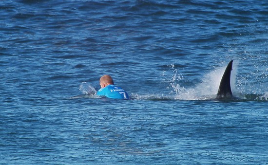 VĐV lướt ván đấm túi bụi vào đầu cá mập thoát thân