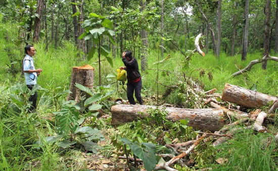 Khó ngăn chặn người dân phá rừng Quốc gia Yok Đôn