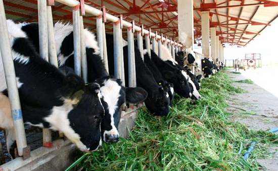 Bị cắt, giảm hợp đồng mua sữa, nông dân TP.HCM ồ ạt bán bò