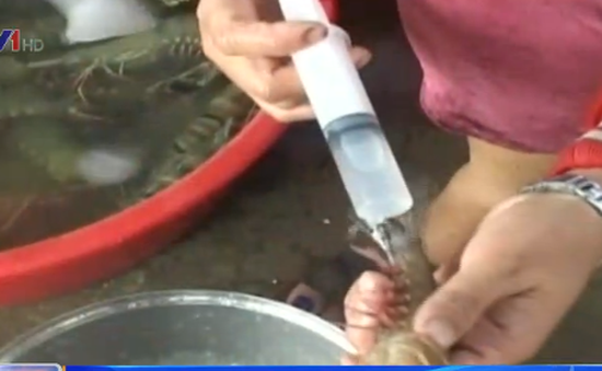 Phú Yên: Bắt quả tang cơ sở bơm bột rau câu vào tôm