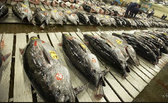 Seychelles nỗ lực phát triển ngành công nghiệp đóng hộp cá ngừ