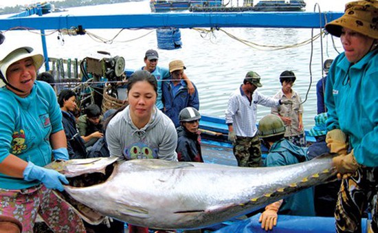 25 tàu cá Bình Định nhận ngư cụ khai thác cá ngừ của Nhật Bản
