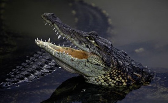 Indonesia muốn dùng cá sấu... 'canh gác' nhà tù