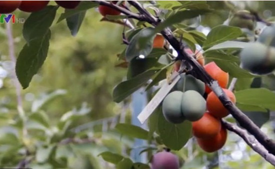 Kỳ lạ loại cây cho thu hoạch 40 loại quả khác nhau