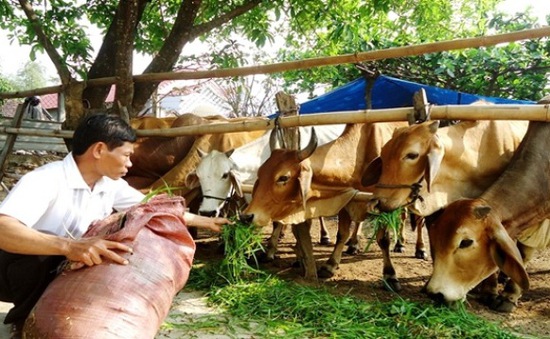 Chăn nuôi Việt Nam "loay hoay" trước cánh cửa hội nhập