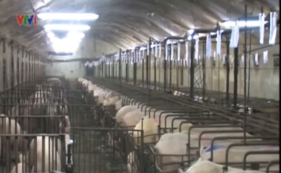 Thay thế thuốc kháng sinh trong chăn nuôi lợn