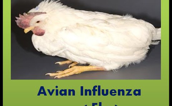 Mỹ cảnh báo dịch cúm gà cho nông dân