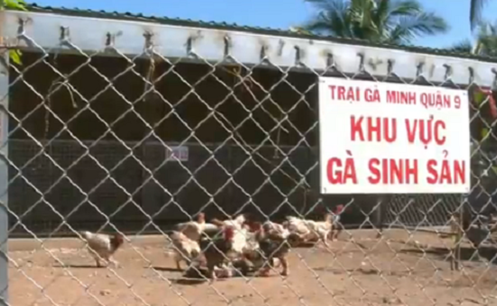 TPHCM: Thu nhập hàng tỷ đồng từ nuôi gà Đông Tảo