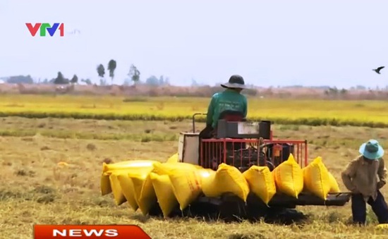 Thương hiệu gạo quốc gia - Điểm mấu chốt trong tái cơ cấu ngành lúa