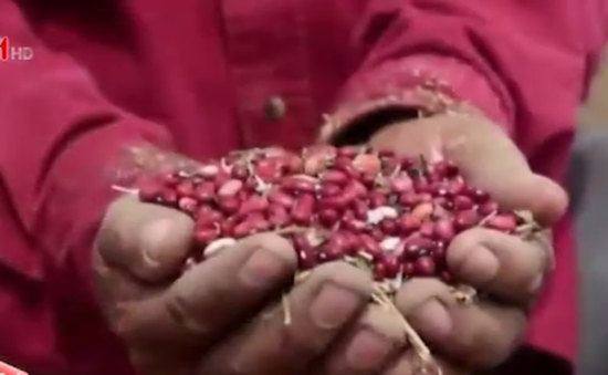 El Salvador thử nghiệm giống đậu chống hạn hán