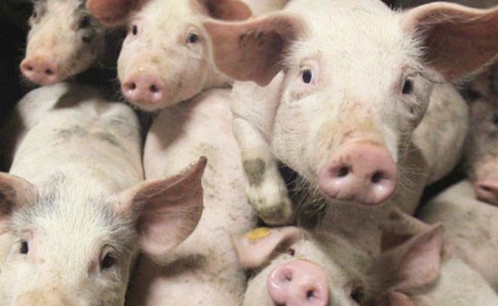 Xe chở 2.200 chú lợn lật nhào trên đường cao tốc