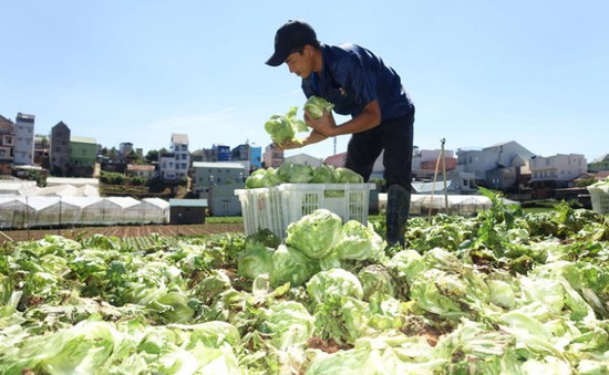 Đà Lạt: Sản lượng rau củ sụt giảm do mưa đá